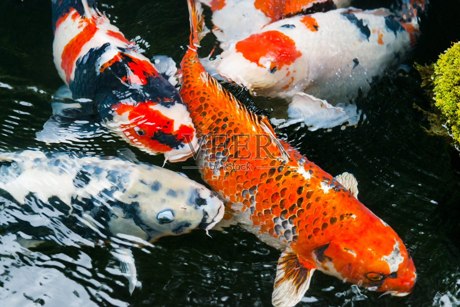 五颜六色的鲤鱼在日本京都传统锦鲤池游泳照片摄影图片