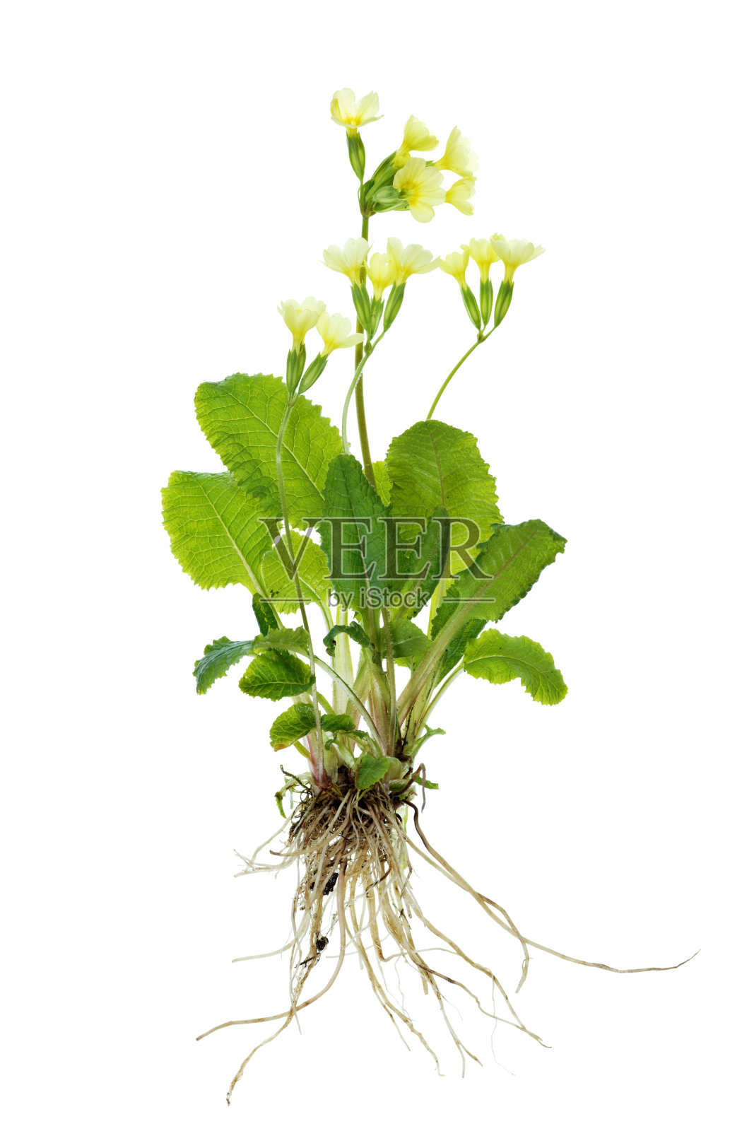 完整的报春花植物(九轮樱草/报春花)孤立在白色上照片摄影图片