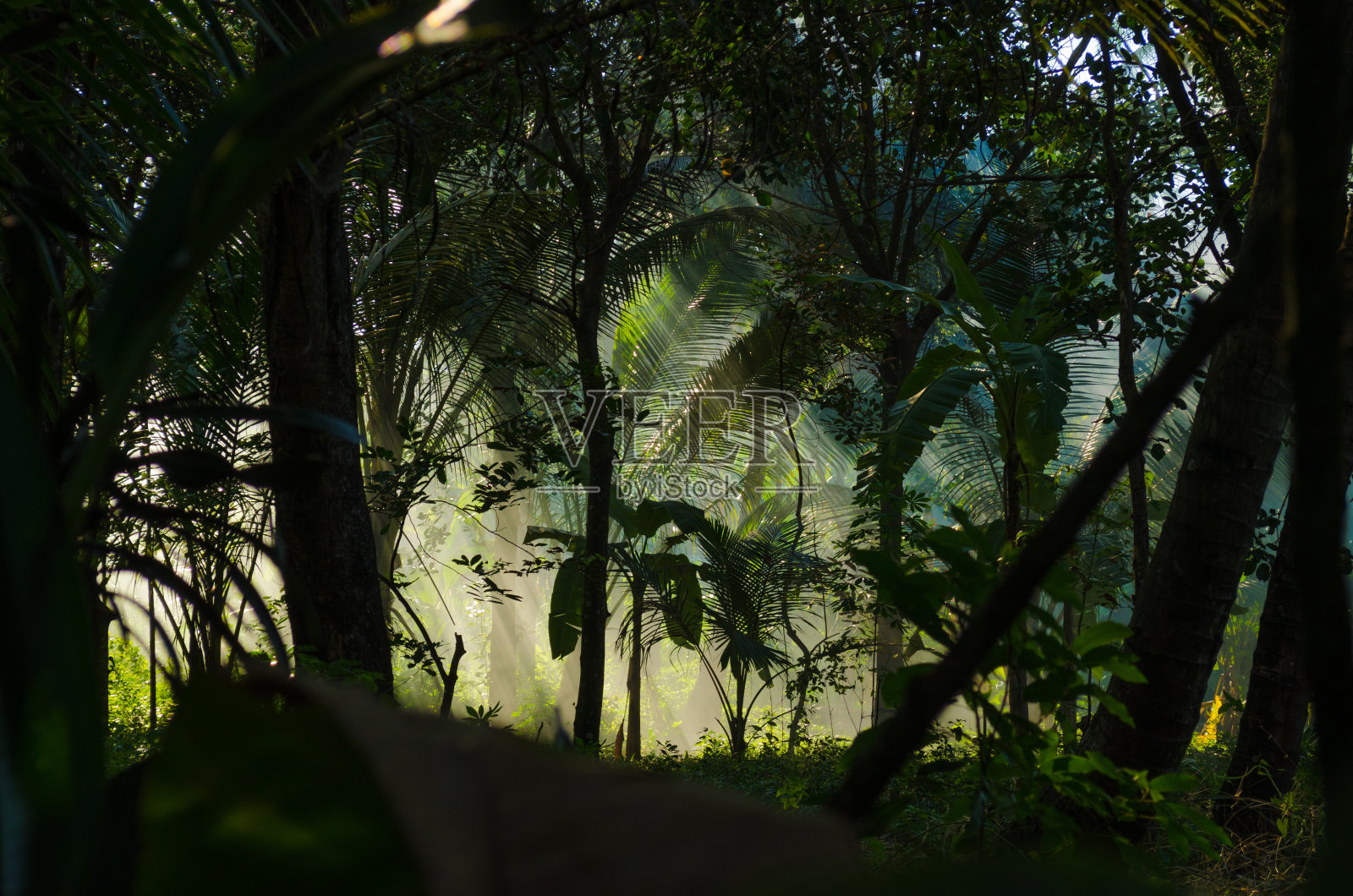阳光在迷雾和棕榈的黑暗丛林中照片摄影图片