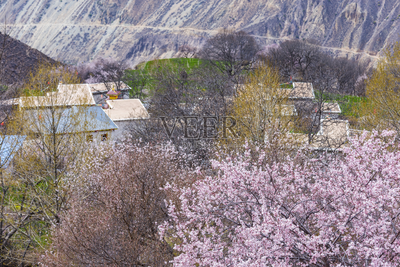 雅鲁藏布江边的桃花照片摄影图片