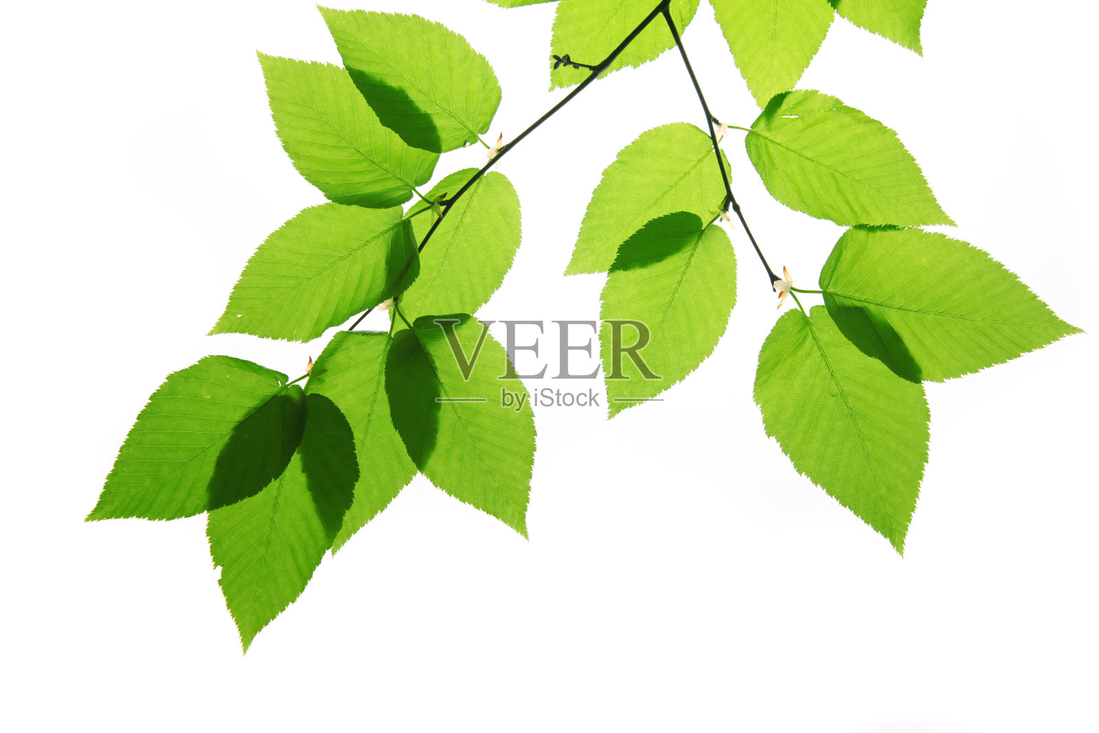 绿色的桦树叶子孤立在白色照片摄影图片