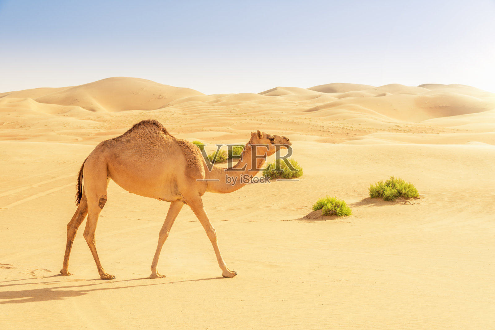 沙丘上的骆驼照片摄影图片