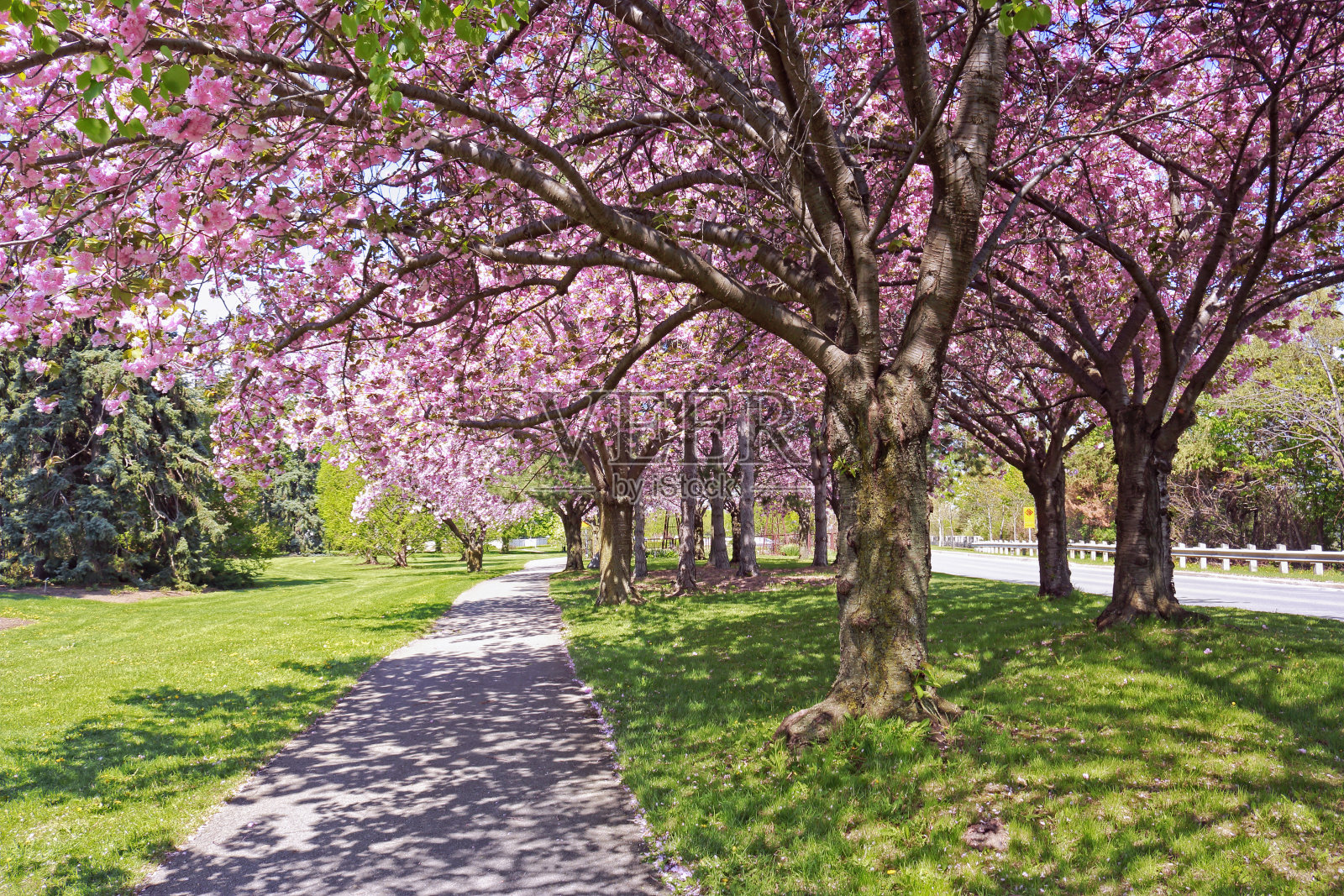 路边的樱花树照片摄影图片