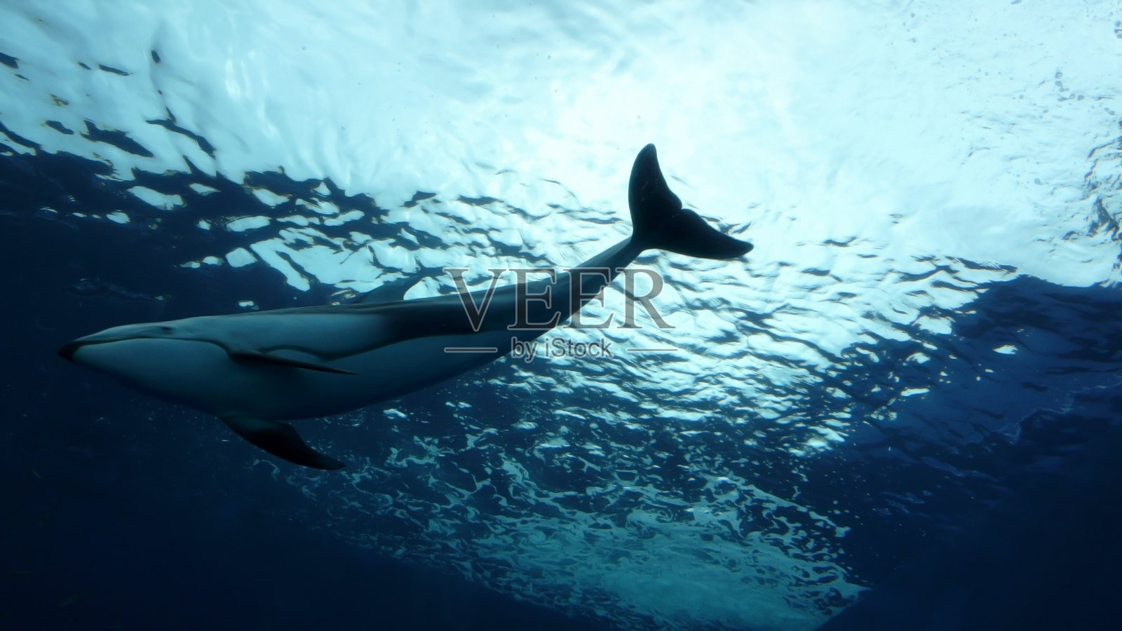 一个大鲸鱼在海洋中游泳的俯视图照片摄影图片