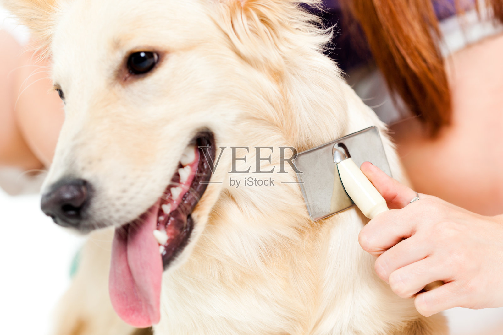 一只狗正在接受兽医的治疗照片摄影图片