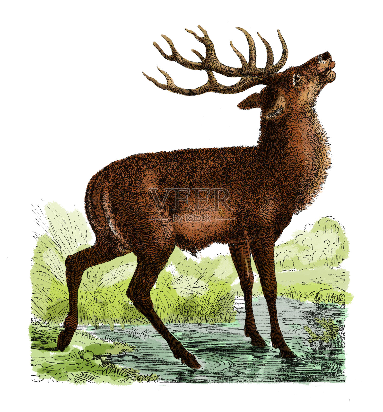 鹿(仿古雕刻)插画图片素材