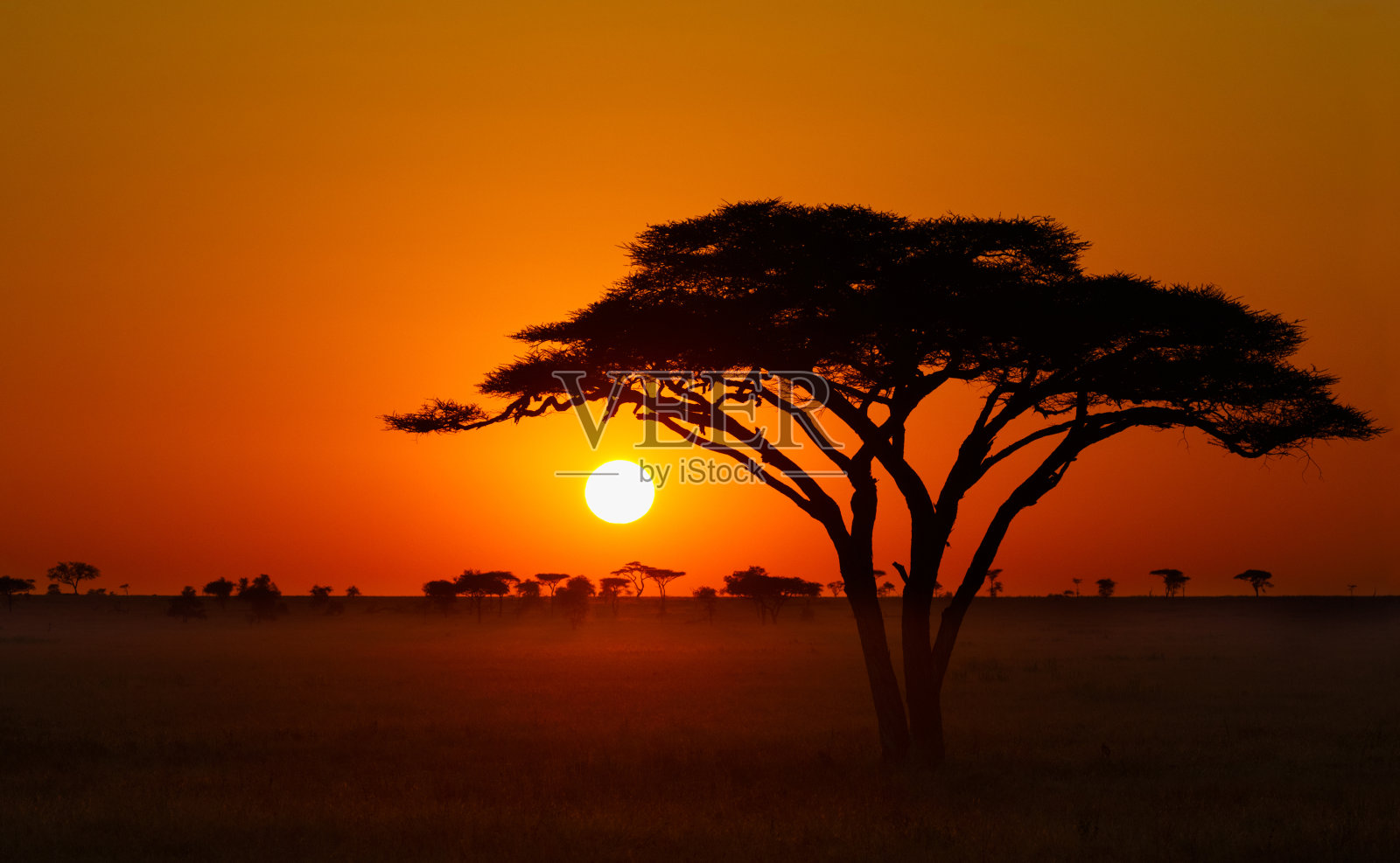 塞伦盖蒂日出，非洲的金合欢树照片摄影图片