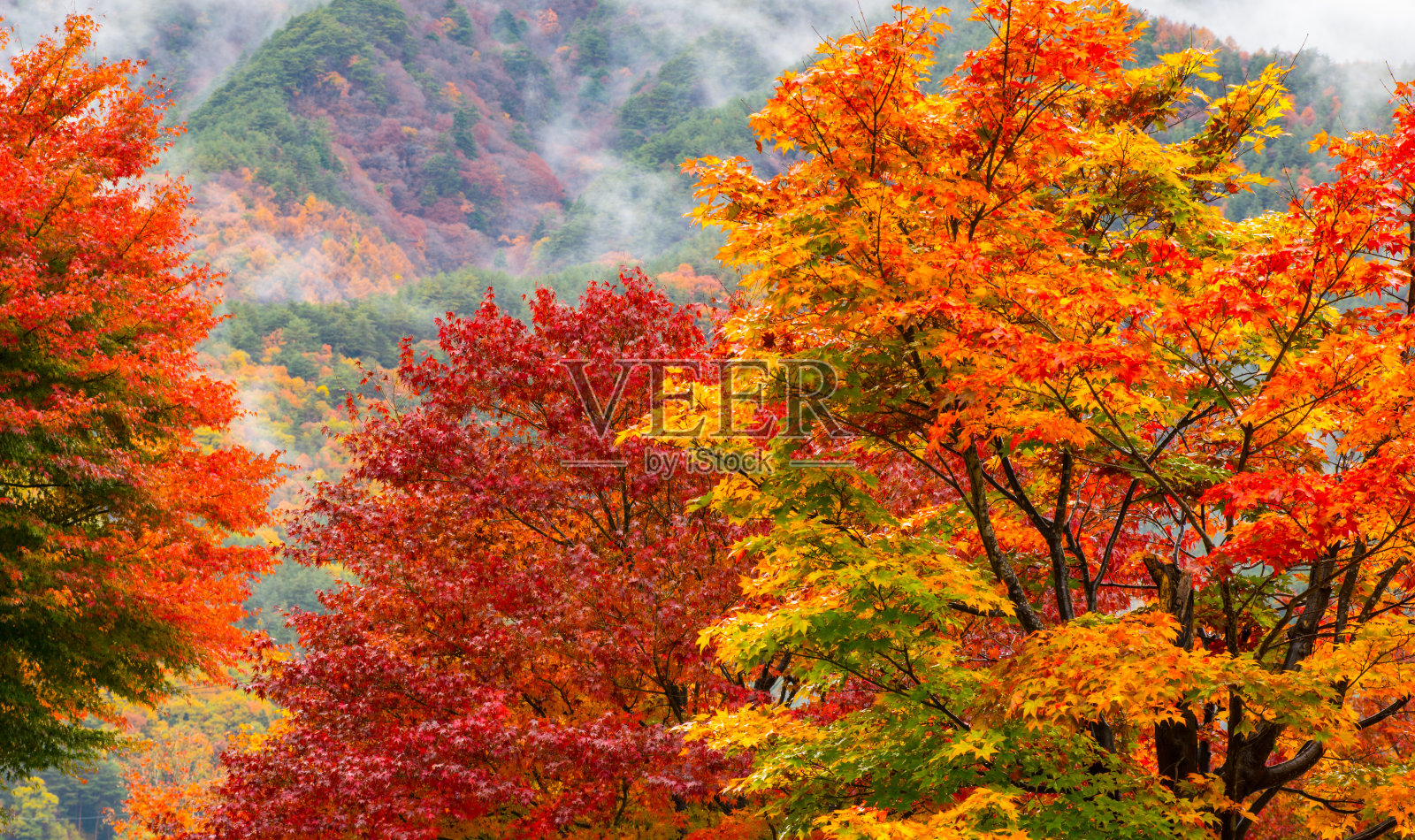 秋天的叶子照片摄影图片