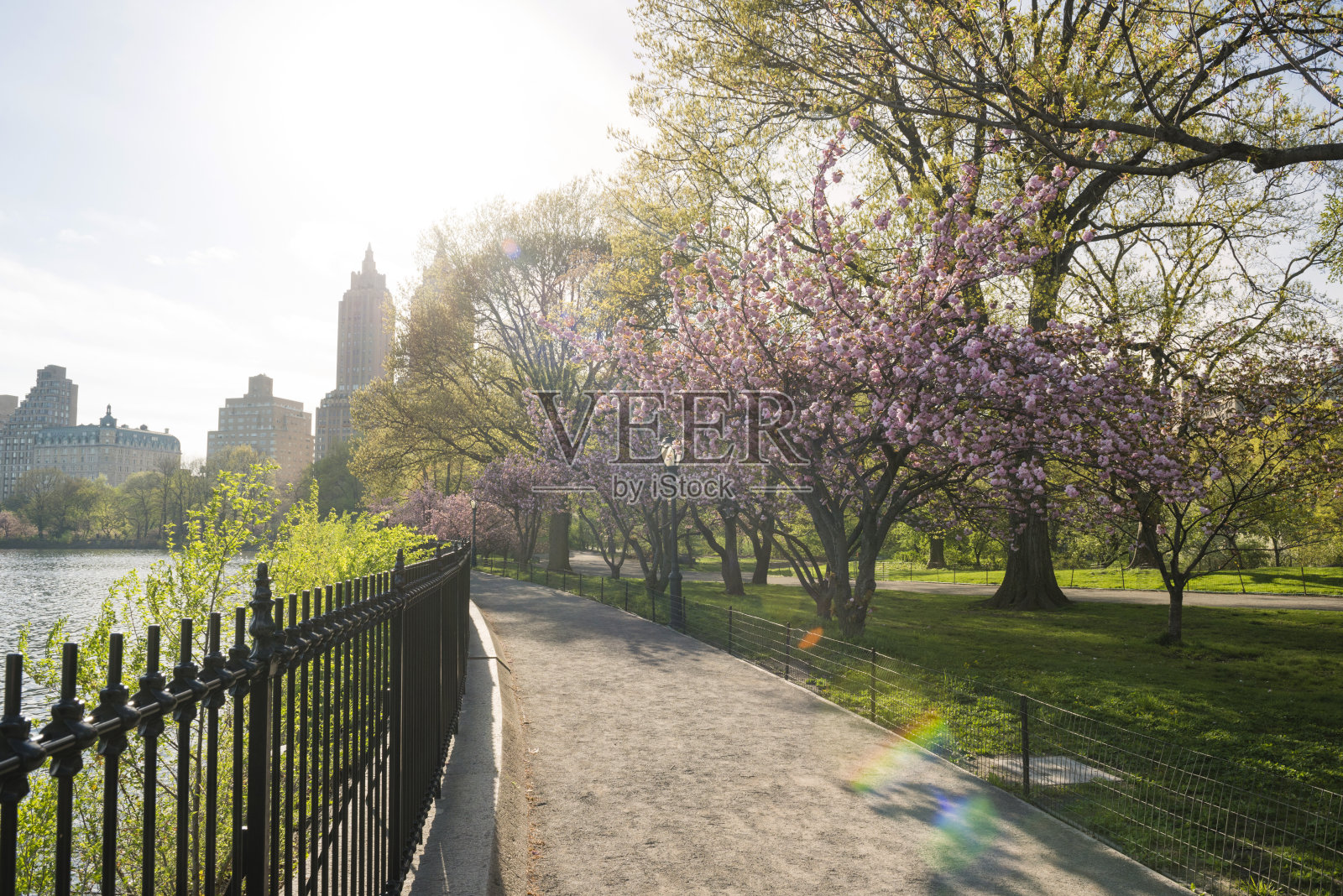 樱花树排列在田园诗般的春天小径中央公园照片摄影图片