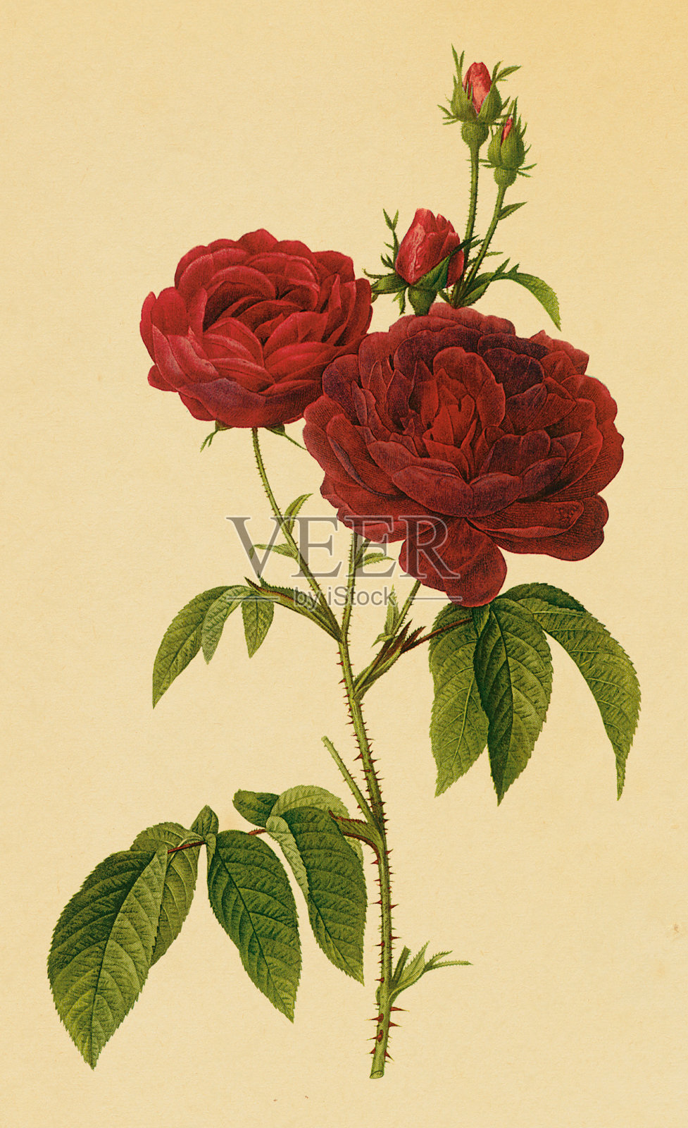 主教玫瑰|古董花卉插图插画图片素材