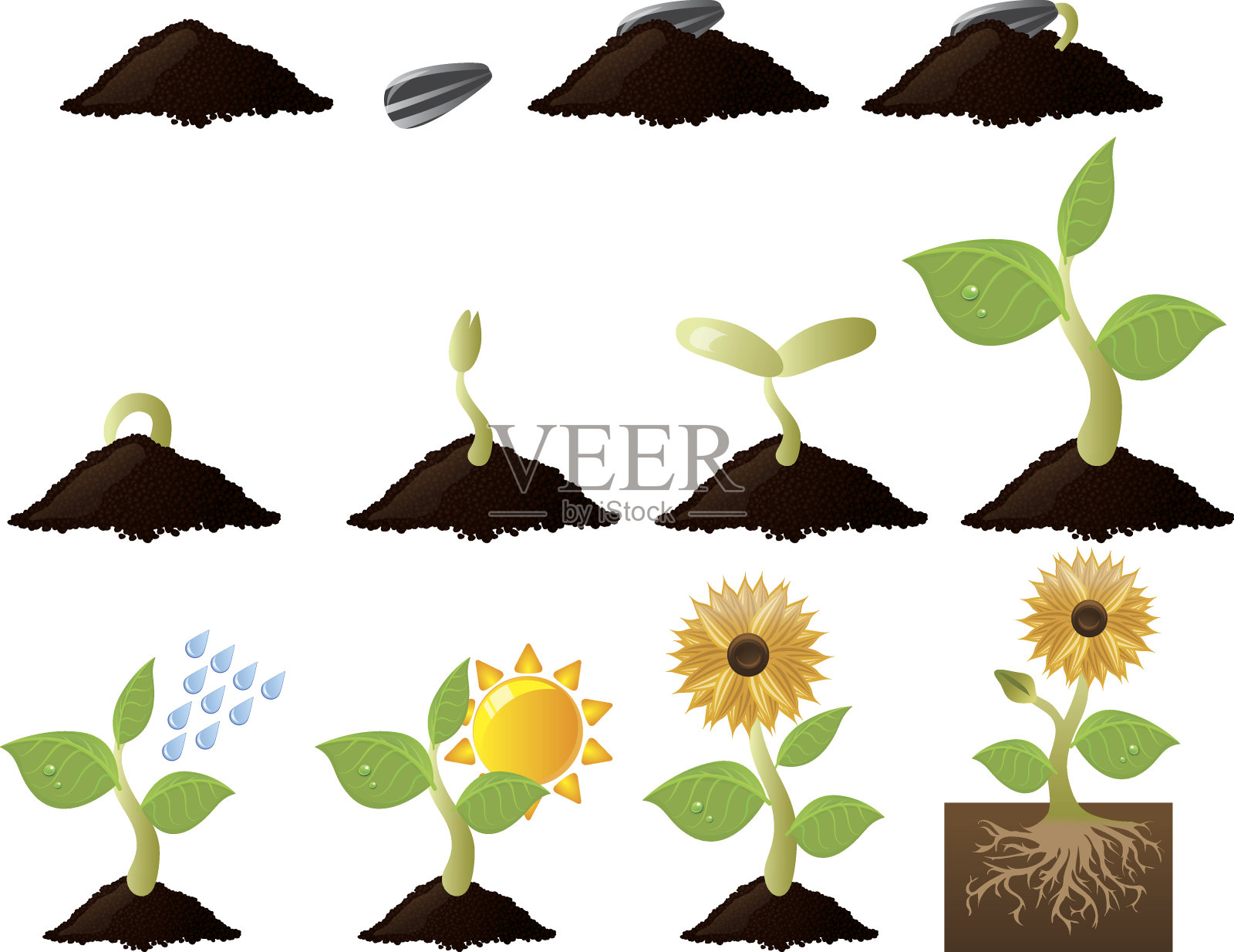 植物生长及需求插画图片素材