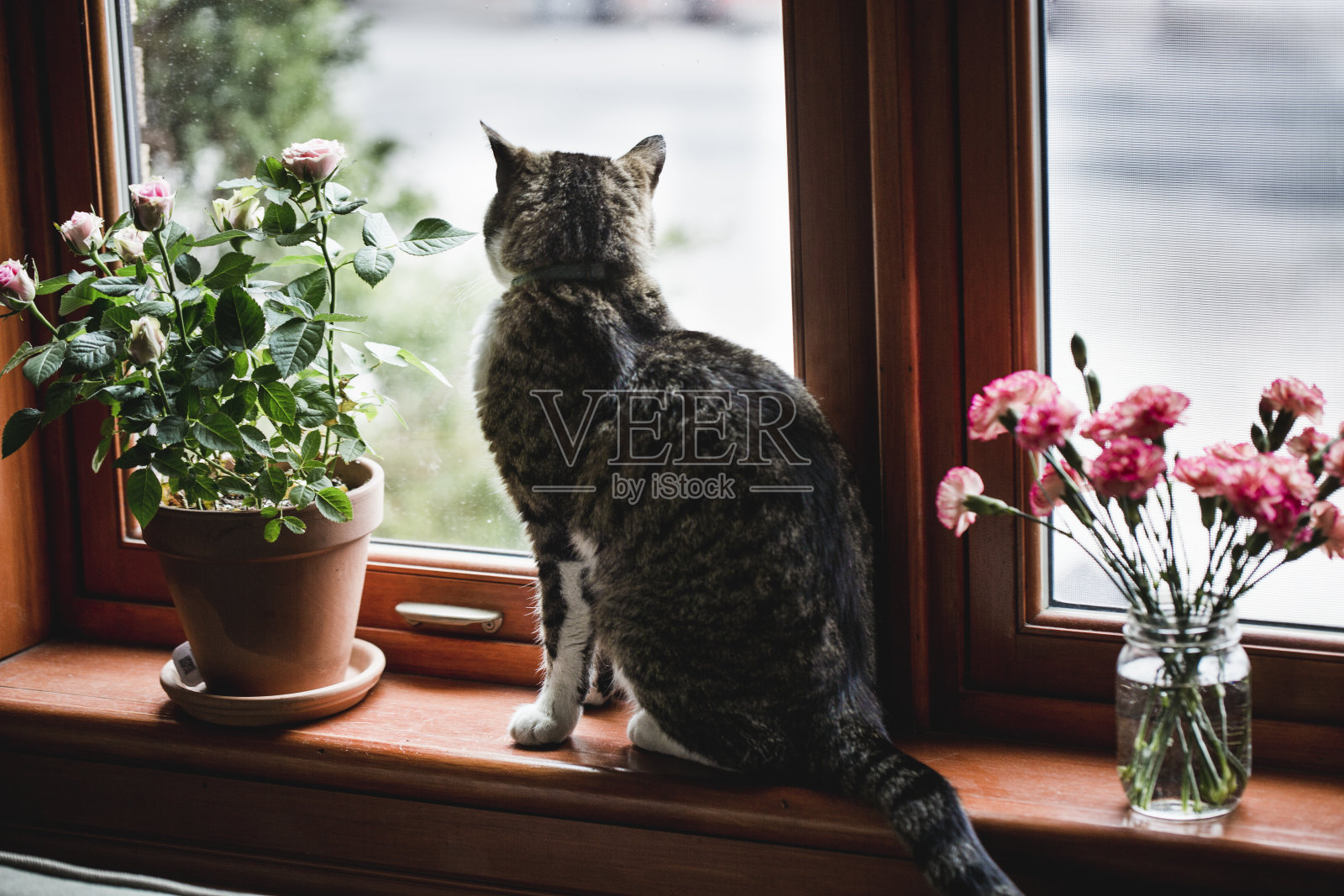 虎斑猫坐着，看着窗外的花照片摄影图片