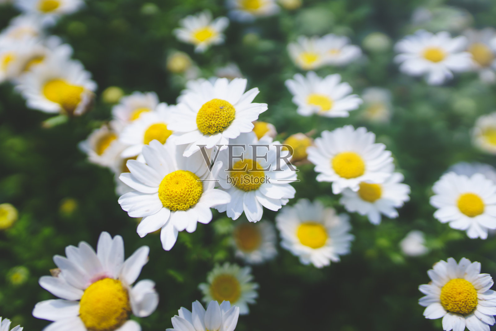 花园里有白色的小雏菊照片摄影图片