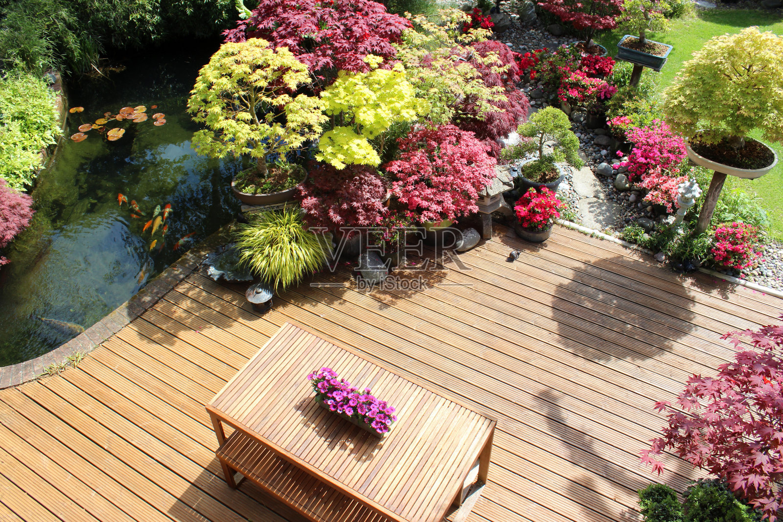 上面的花园装饰，锦鲤池，日本枫树照片摄影图片
