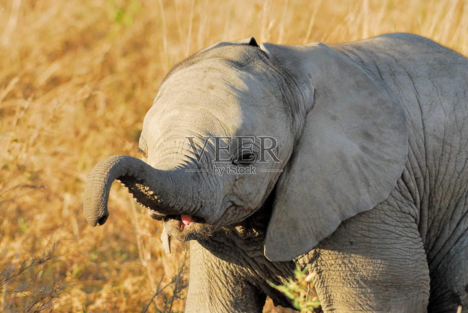 非洲象照片摄影图片