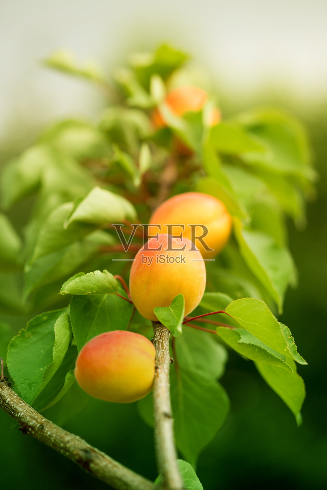 有果实的杏树照片摄影图片