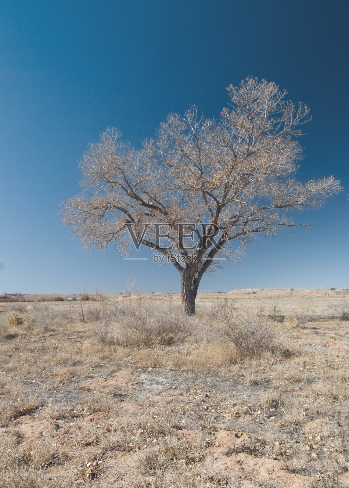 高沙漠的冬季白杨，偏振滤光片照片摄影图片
