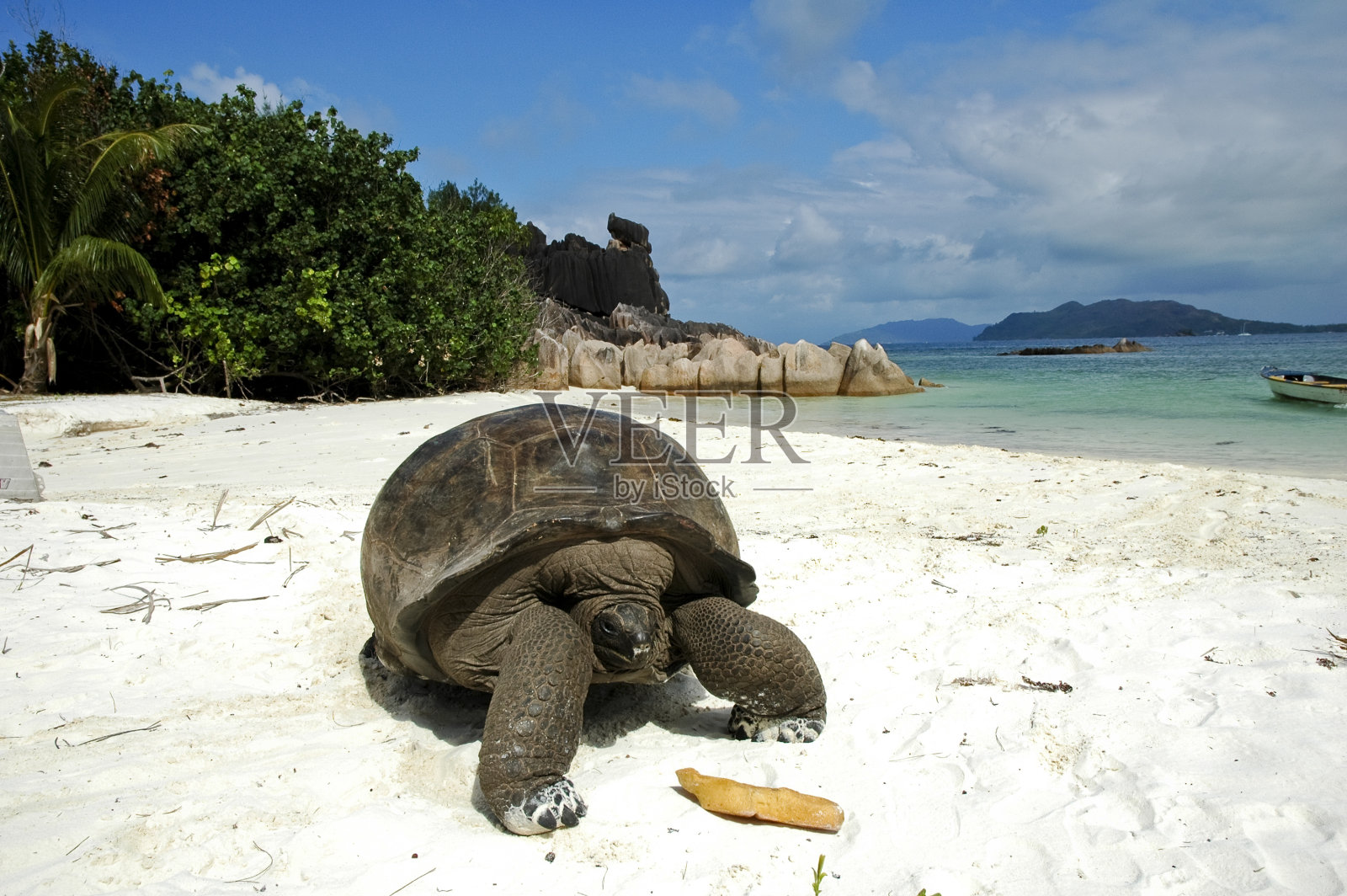 海滩上的巨龟照片摄影图片