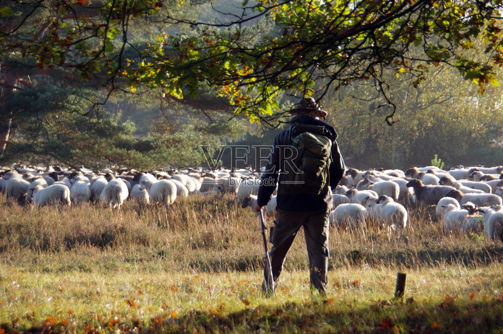 牧羊人带领他的羊群照片摄影图片