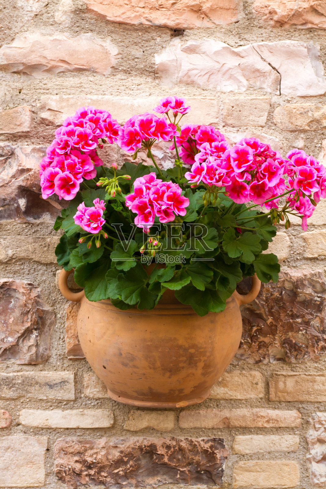 意大利:美丽的粉红色天竺葵在石墙上的赤陶罐照片摄影图片
