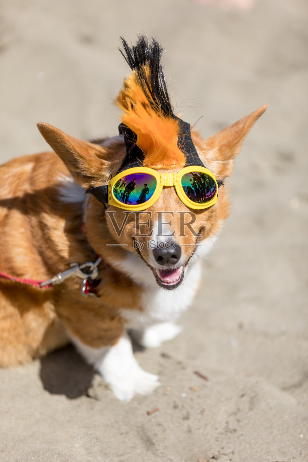 北加州柯基犬协会照片摄影图片