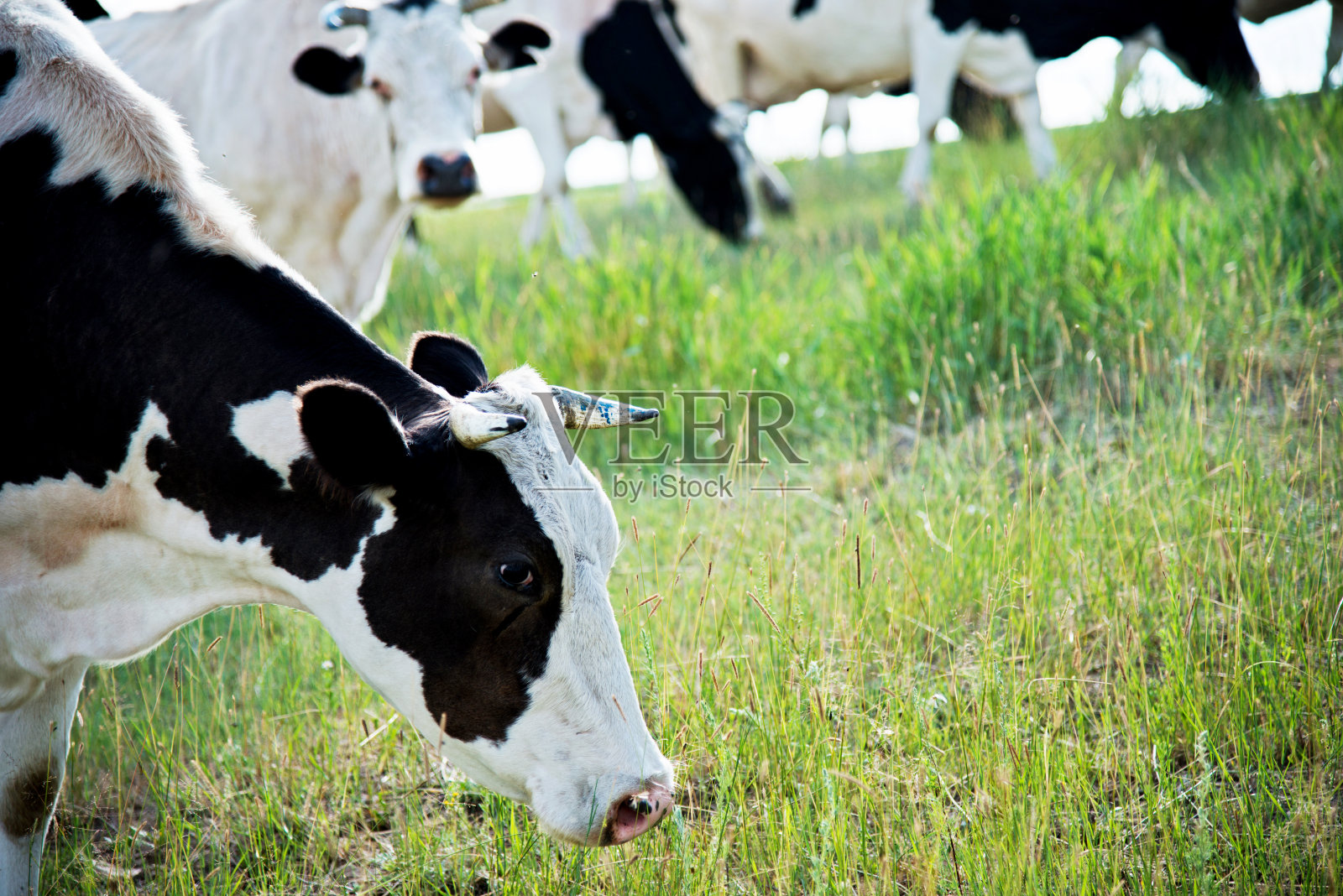 草原上的牛照片摄影图片