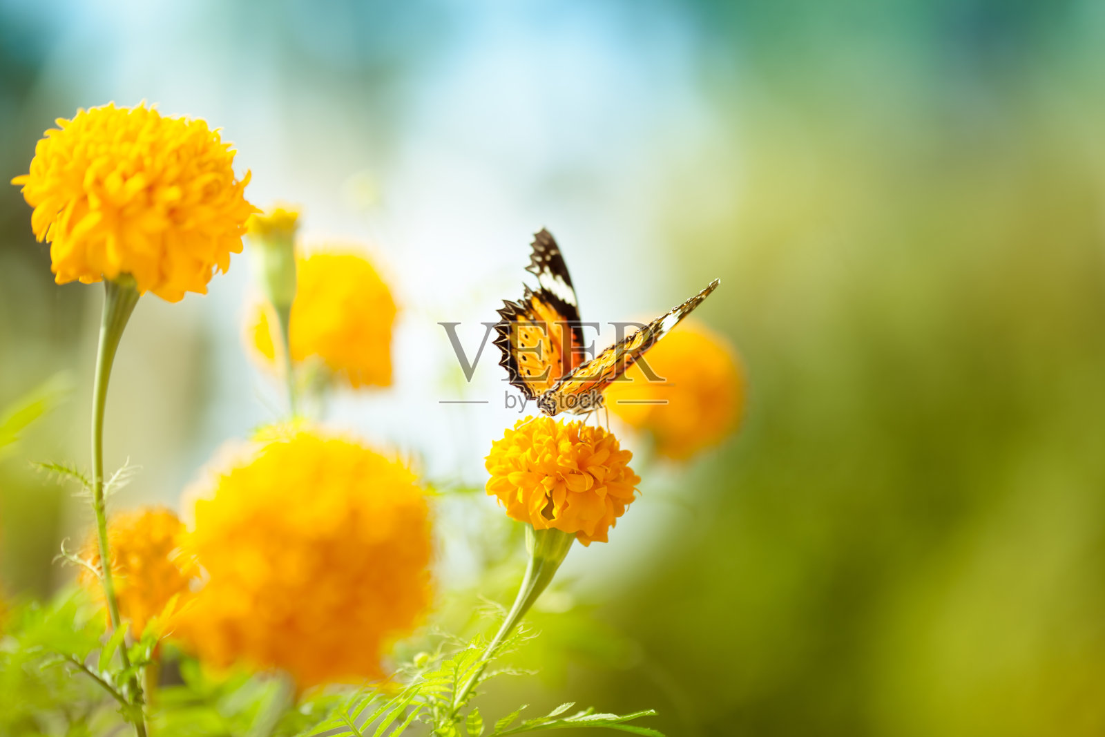 蝴蝶在雏菊花上，特写照片摄影图片