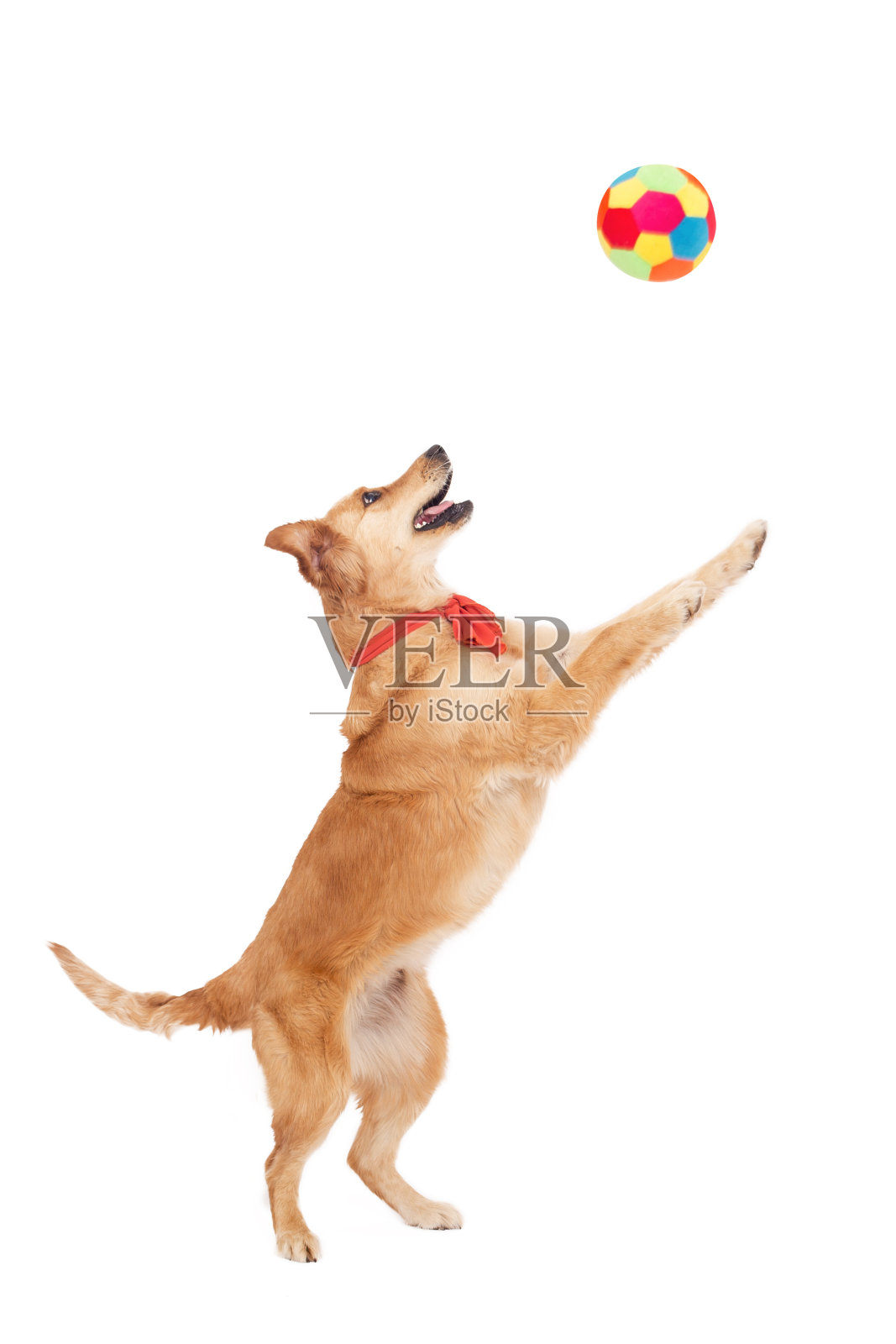 美丽的金色狗玩球在白色的背景照片摄影图片