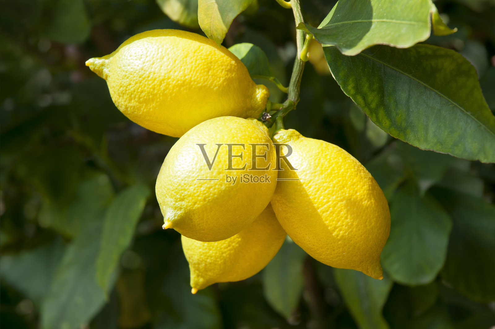 成熟新鲜的柠檬在枝上照片摄影图片