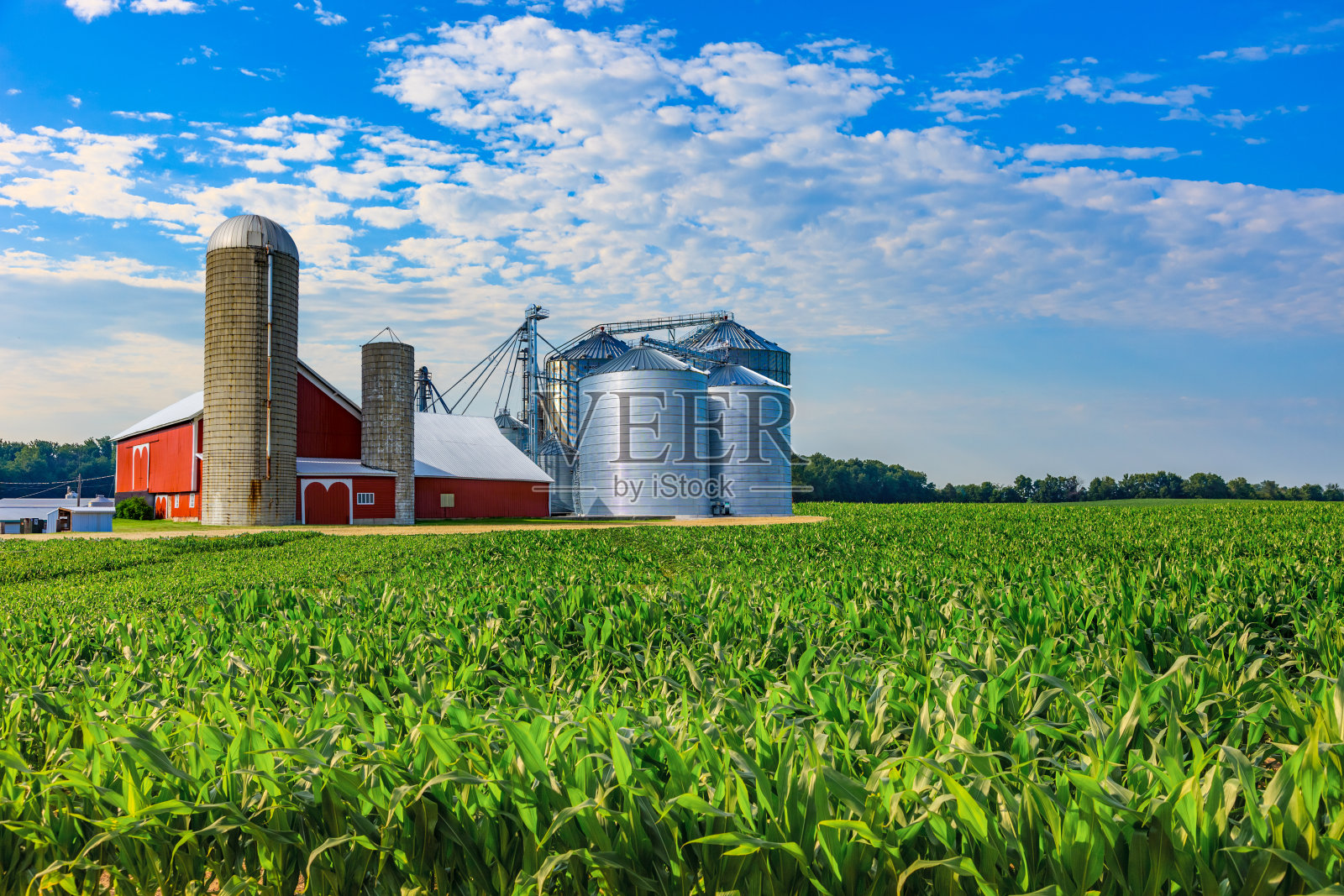 美国中西部农场，春季玉米和红色谷仓照片摄影图片