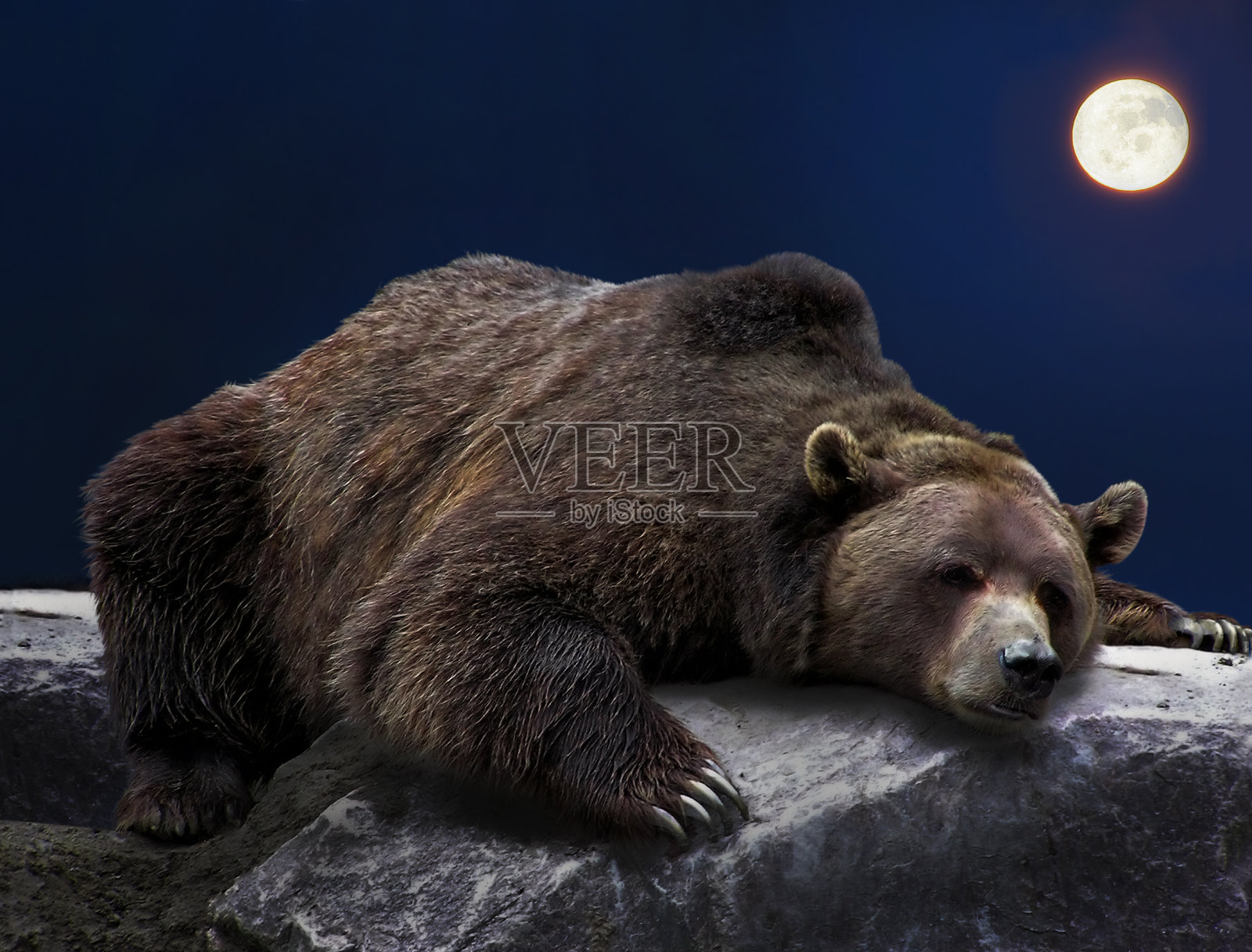 灰熊睡觉照片摄影图片