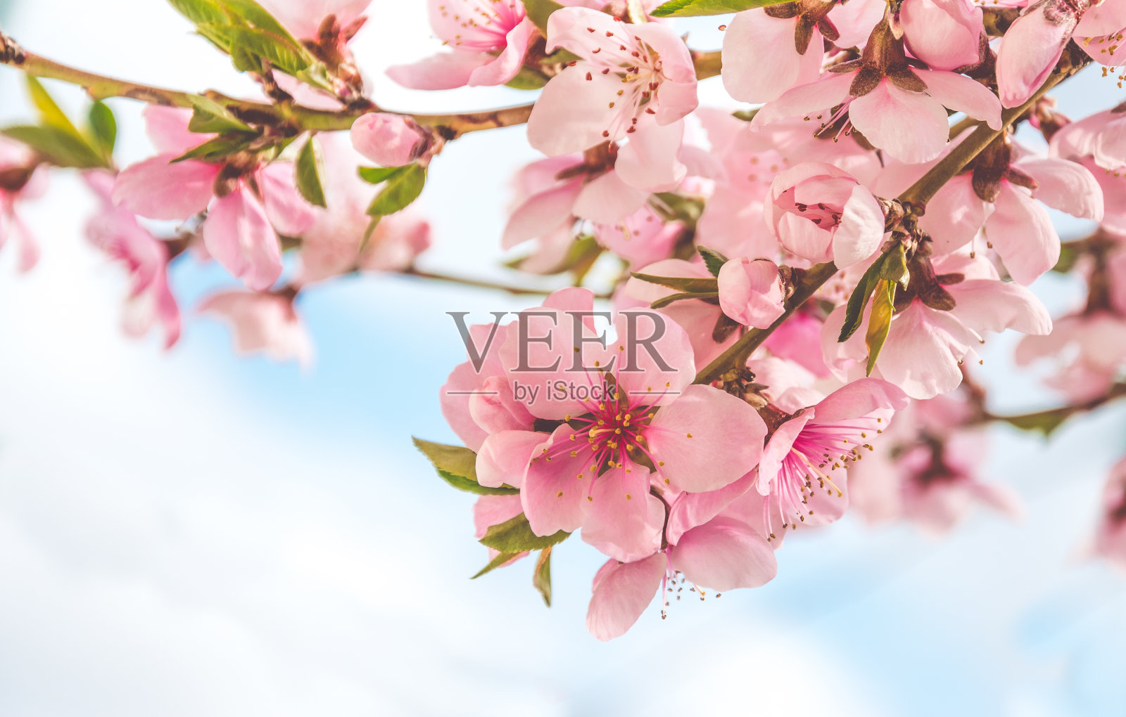 春天的温柔。中国的桃花和春天的蓝天照片摄影图片