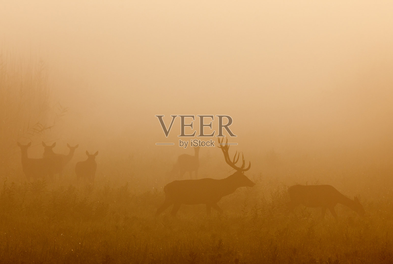 雾中的马鹿和鹿照片摄影图片