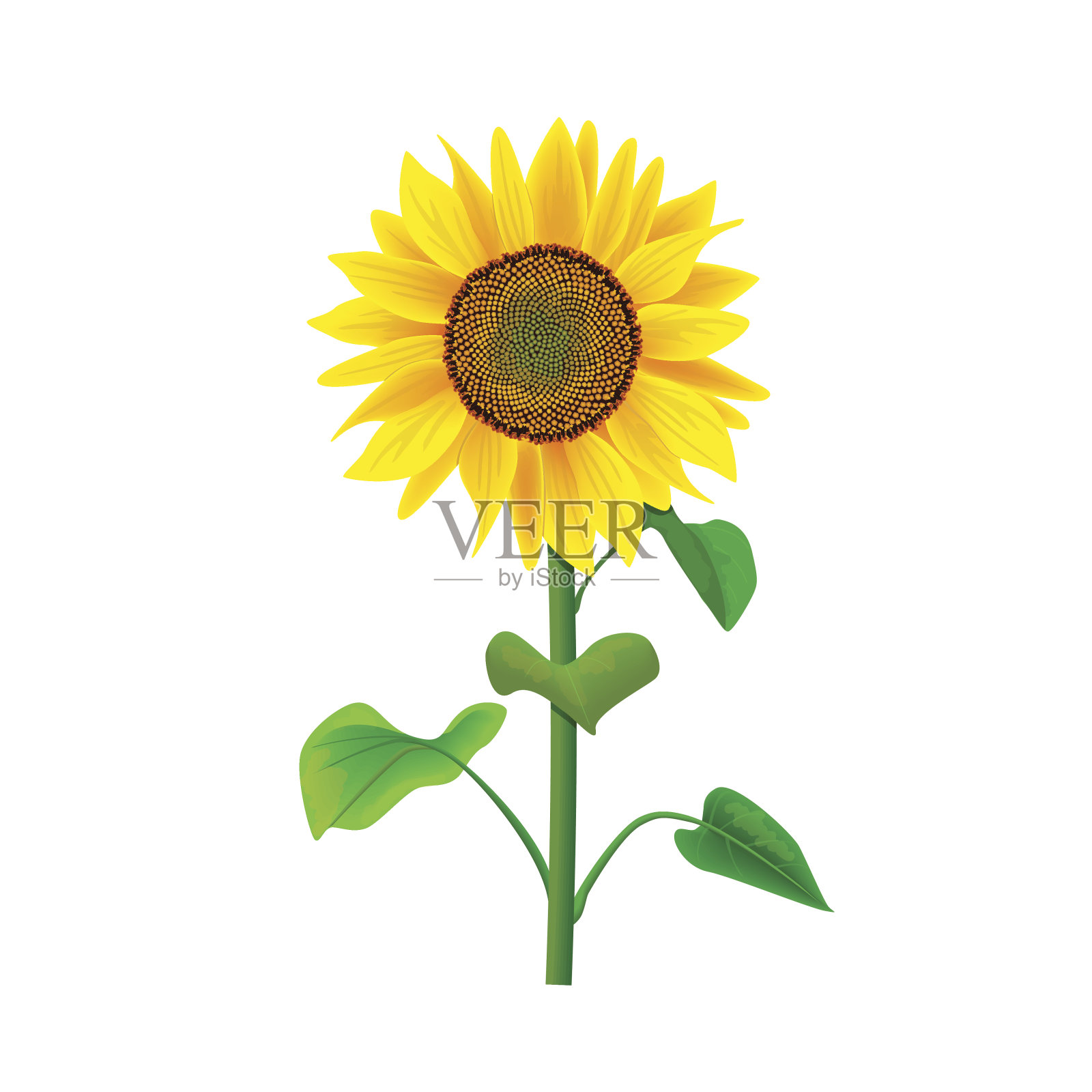 孤立的向日葵花或向日葵花，茎和叶在白色背景上设计元素图片