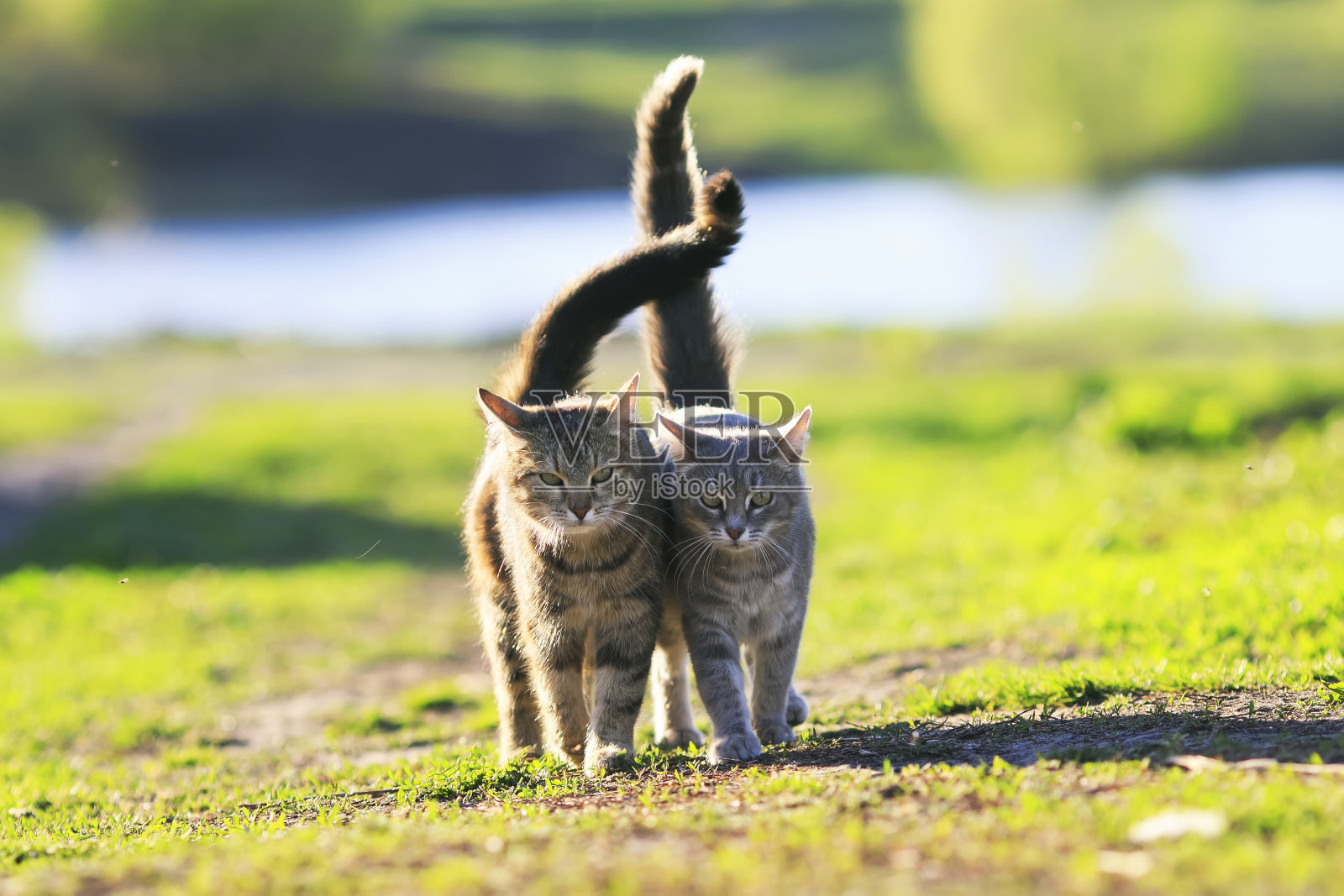 在一个阳光明媚的夏日，两只可爱的条纹小猫手挽手在绿色的草地上散步，举着尾巴照片摄影图片