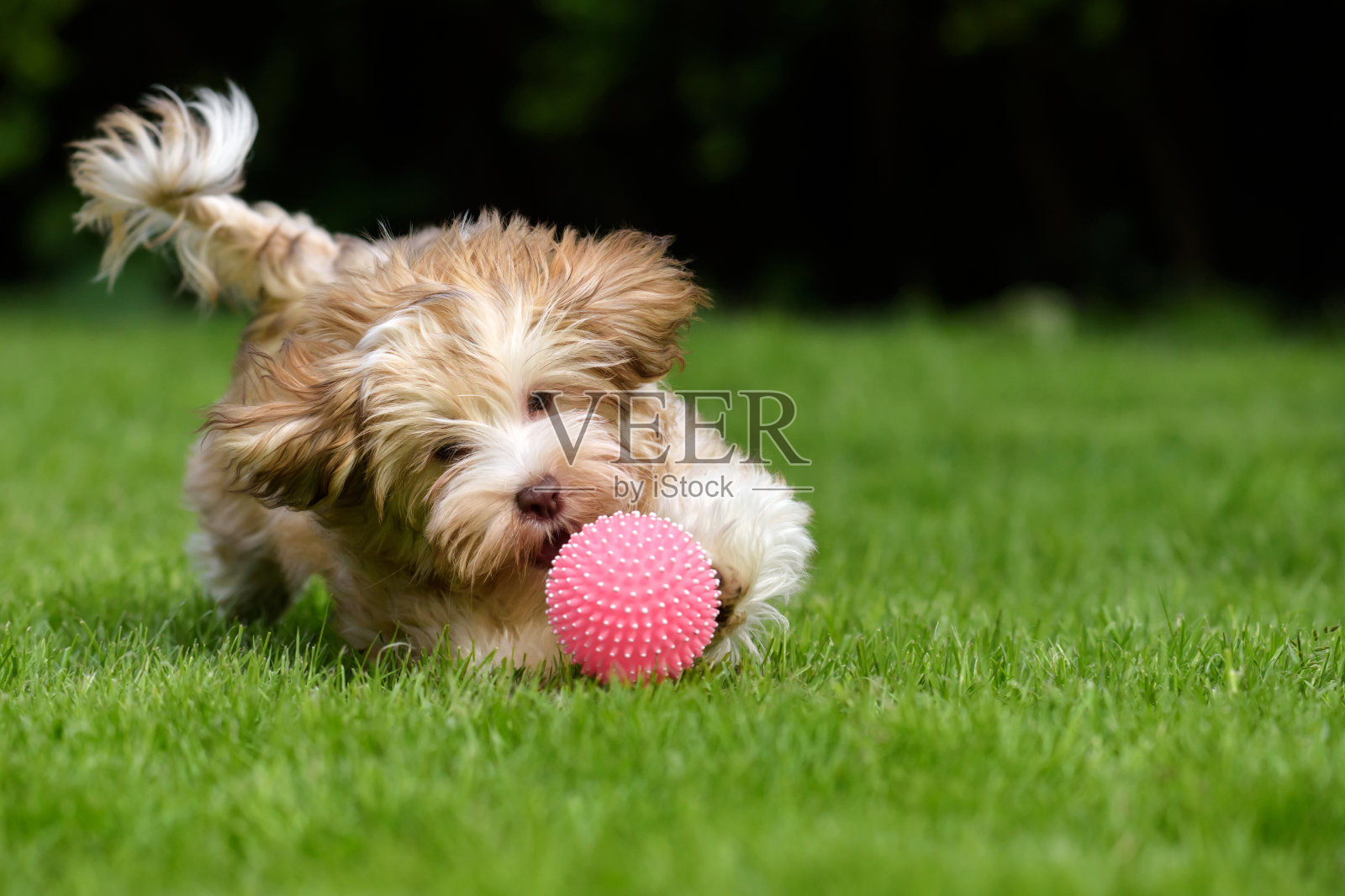 一只哈瓦那小狗在追一个粉色的球照片摄影图片