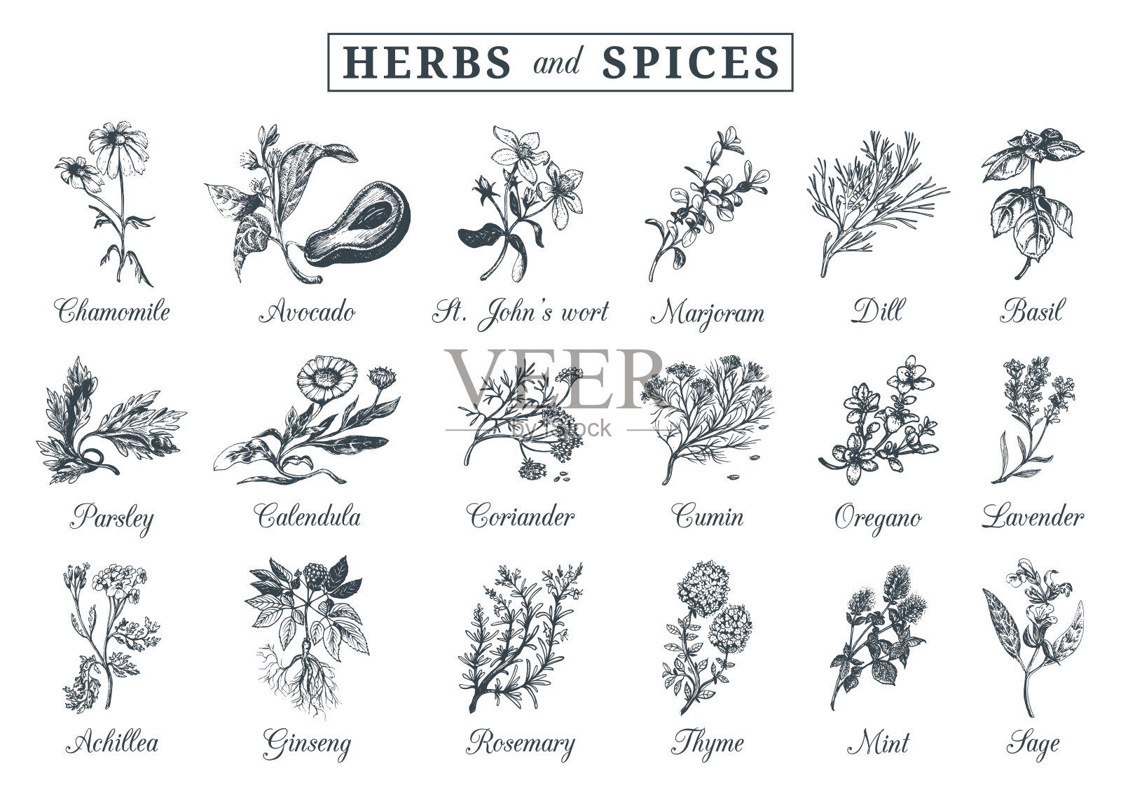 香草和香料套装。手绘officinalis，药用，化妆品植物。植物图例标签。卡等。设计元素图片