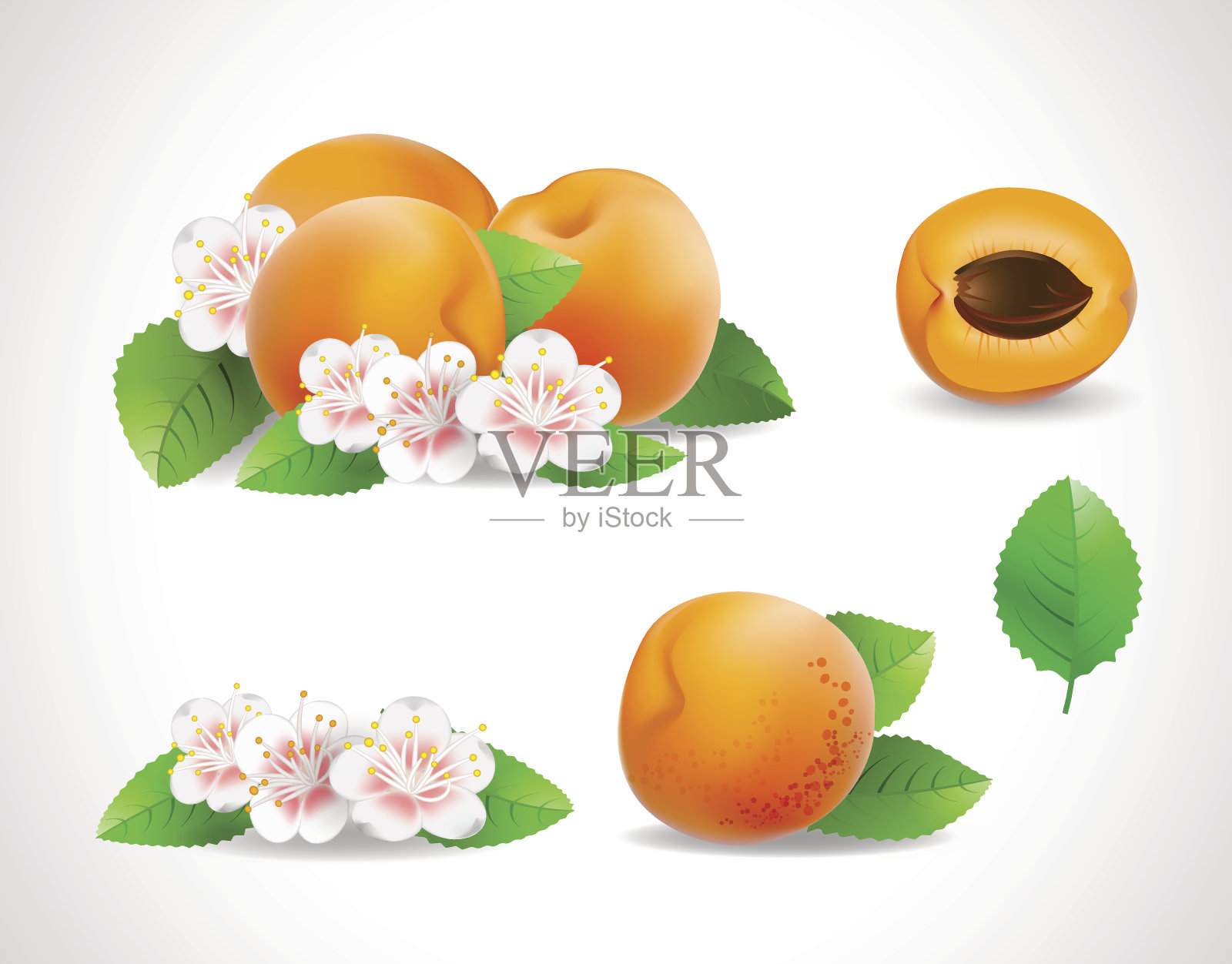 一组杏子，花和叶在白色的背景上插画图片素材