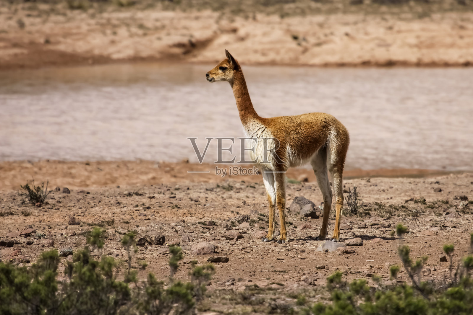 沙漠景观中的小羊驼照片摄影图片