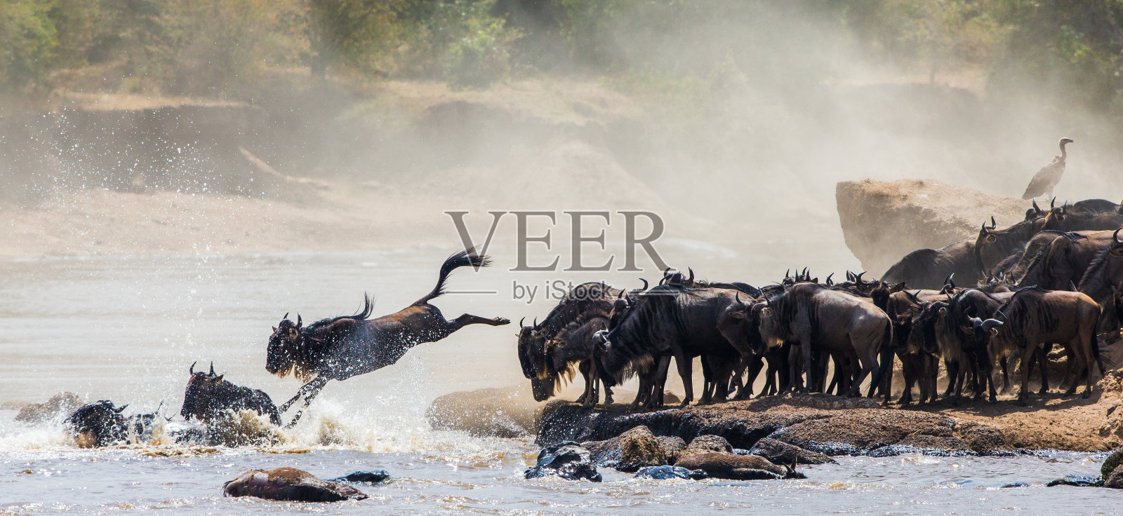角马跳入马拉河。照片摄影图片