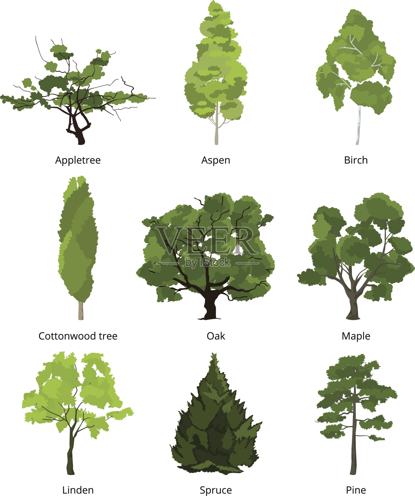 绿色花园树木的向量集。自然插图孤立在白色上设计元素图片