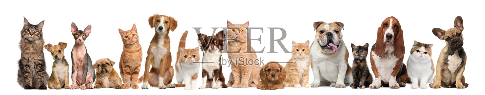 一群猫和狗照片摄影图片