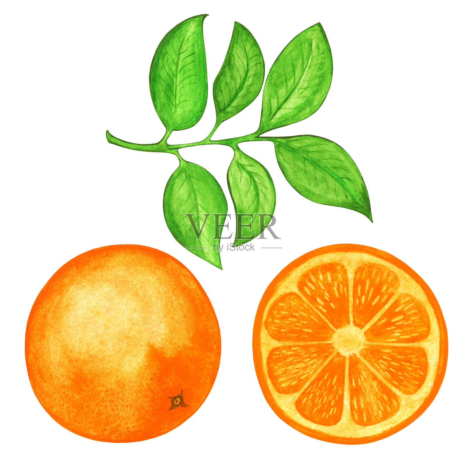 水彩设置橙色，切片橙色和叶子孤立插画图片素材