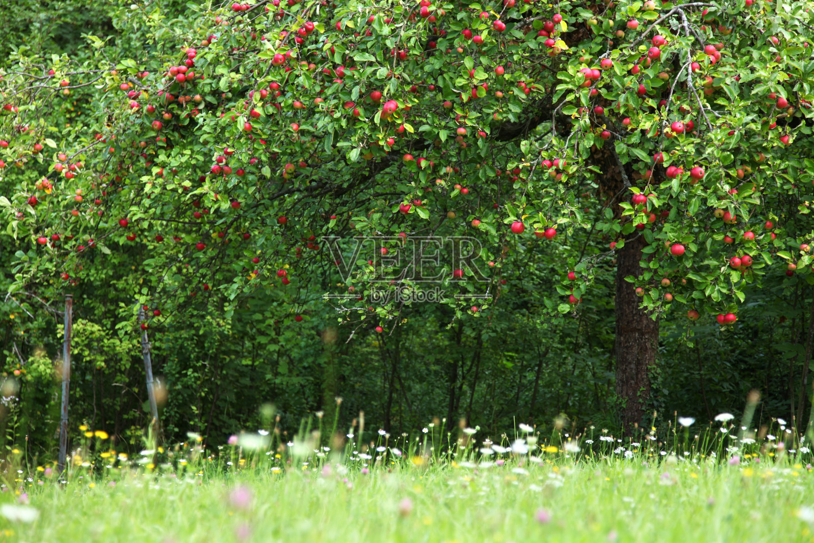 夏天草地上的苹果树照片摄影图片