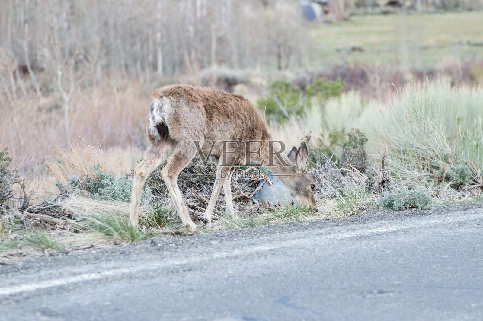 路边的小鹿照片摄影图片