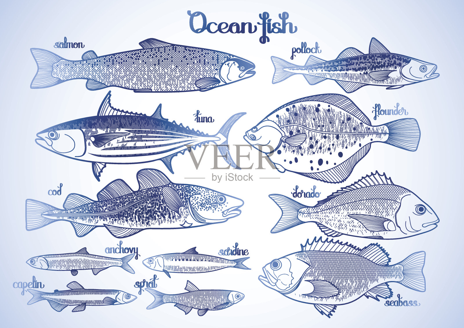 海洋鱼类图集插画图片素材