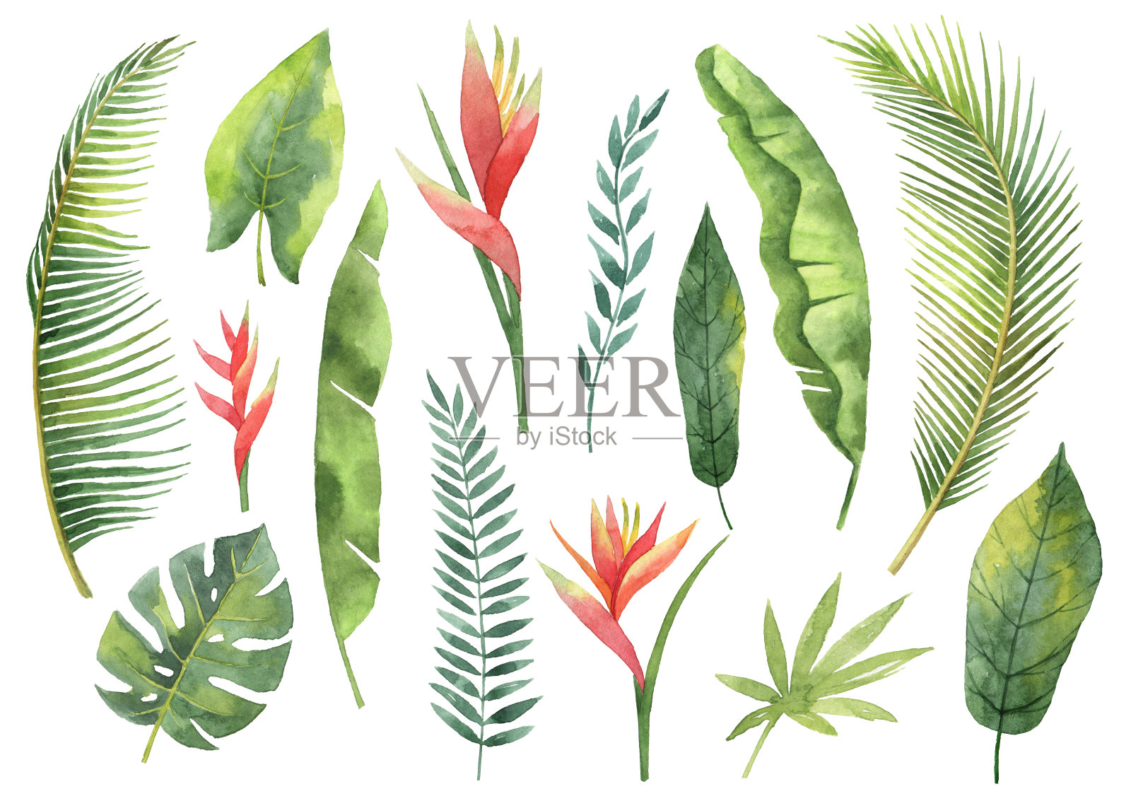 水彩设置热带树叶和树枝孤立在白色的背景。插画图片素材