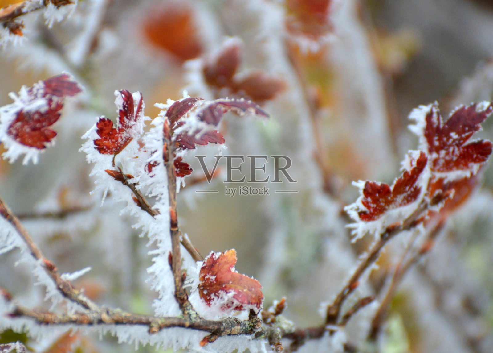 冰霜覆盖的叶子照片摄影图片