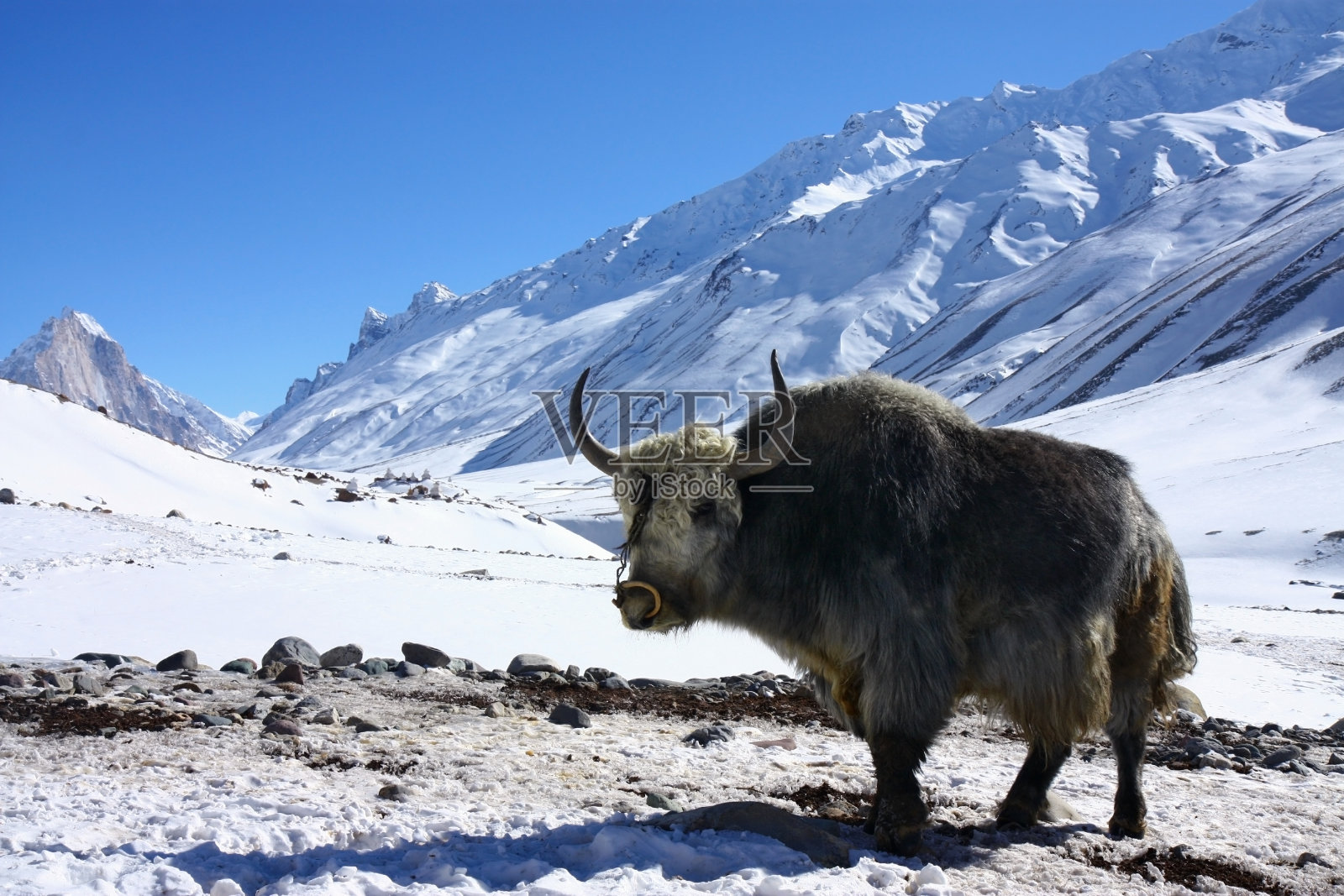 雪山上的牦牛照片摄影图片