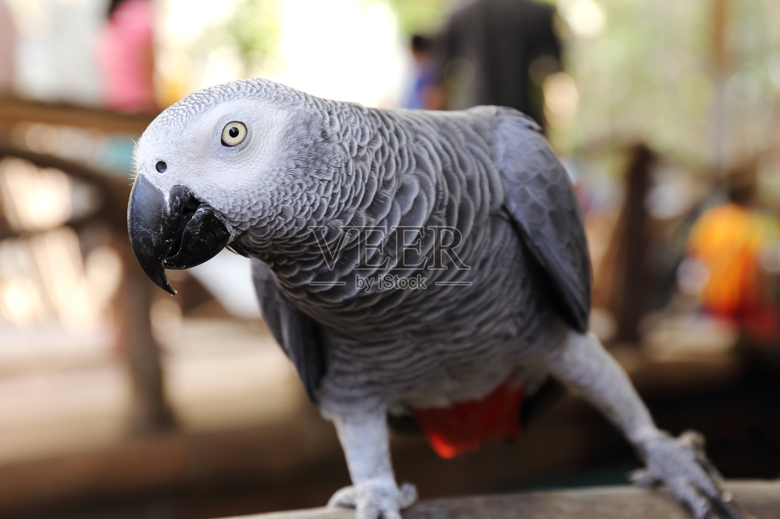非洲灰鹦鹉照片摄影图片